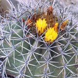 Ferocactus lindsayi ©JL.jpg